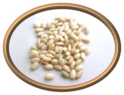 Organic Sprouted Rice