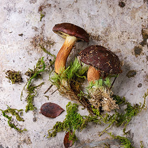 Purcell Mountain Farms