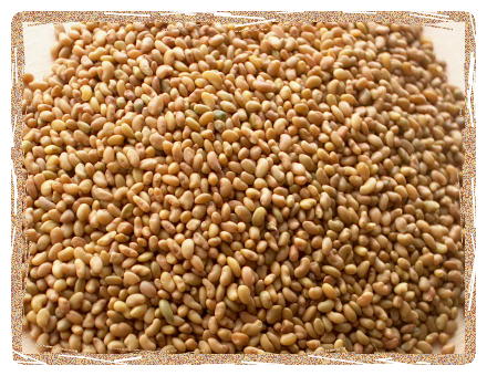 Organic Alfalfa Seeds