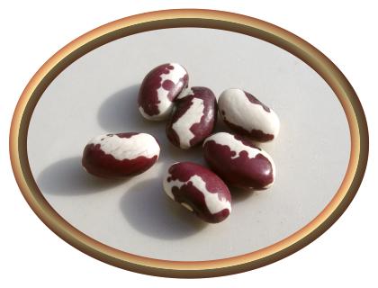 Anasazi® Beans