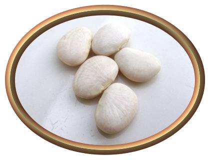 White Baby Lima Beans