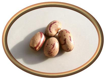 Borlotti Beans