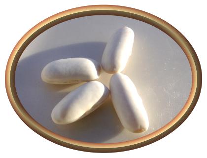 Organic White Kidney Beans
