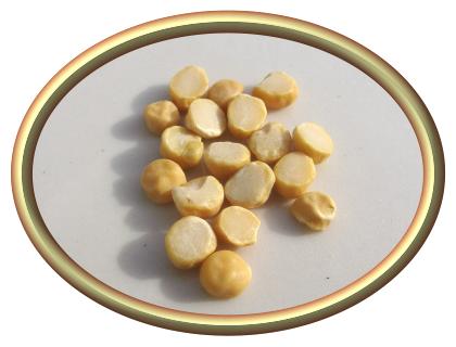 Chana Dal Beans (Bengal Gram)