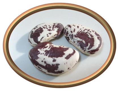 Christmas Lima Beans