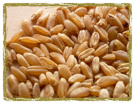 durum wheat seeds for planting Organic Durum Wheat Berries