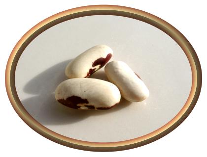 Organic European Soldier Beans