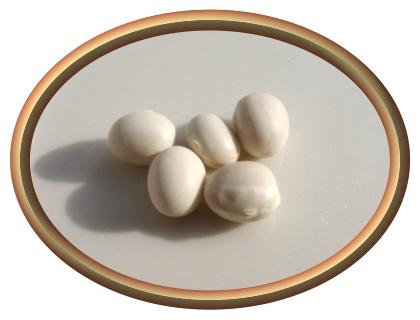 French Navy Beans