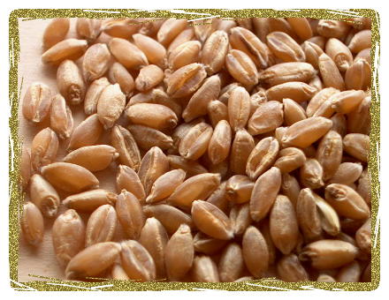 Organic Hard Red Wheat Berries
