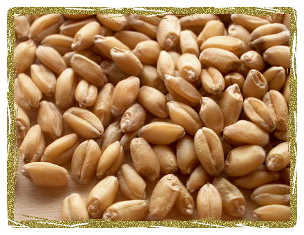 Organic Hard White Wheat Berries