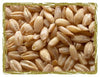 Organic Hulled Barley Grain