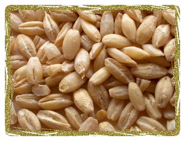 Organic Hulled Barley Grain