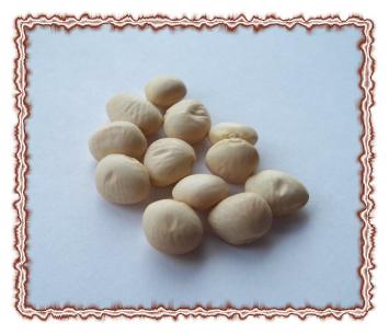 Organic Butterbean Beans