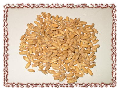 Organic Oat Groats