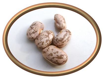 Organic Pinto Beans