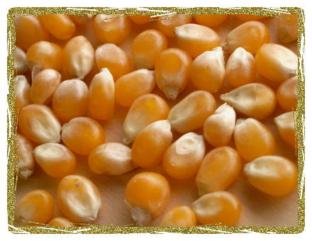 Organic Yellow Popcorn