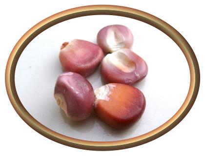 Whole Red Corn  (not treated)