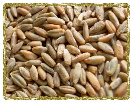 Organic Rye Berries