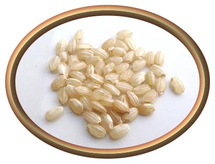 Short Grain Brown Rice