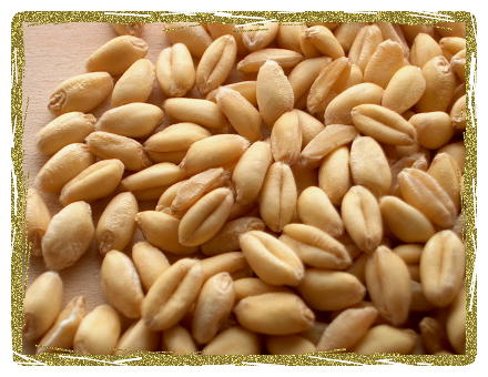 Organic Soft White Wheat Berries