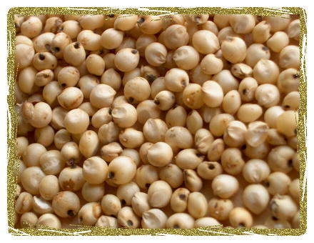 Organic Grain Sorghum (Milo)