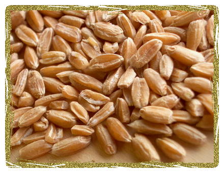 Organic Spelt Grain