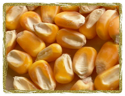 Organic Whole Yellow Corn